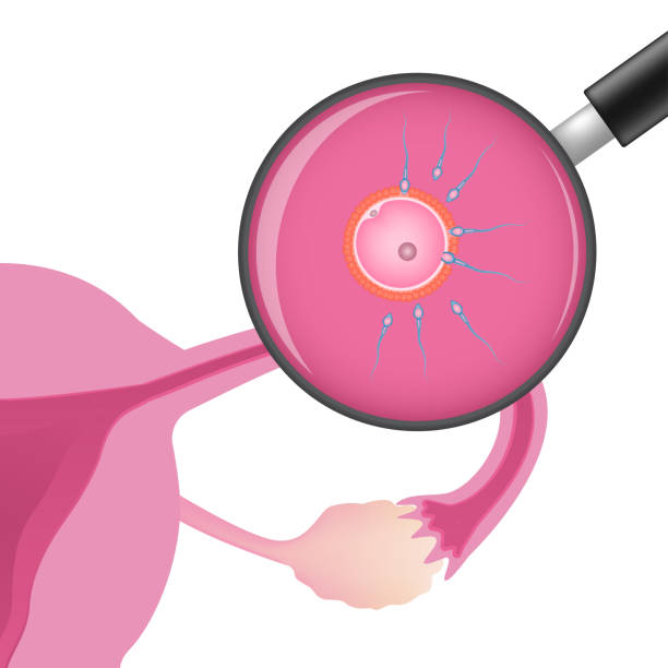 Types of Follicular Monitoring Treatment we provide
